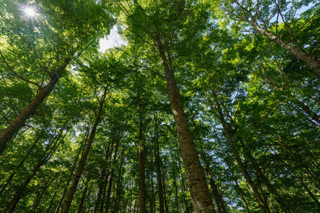 How your bathroom could save trees - no toilet roll